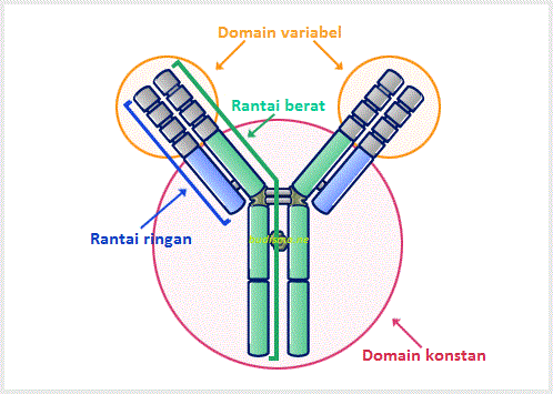 struktur antibodi