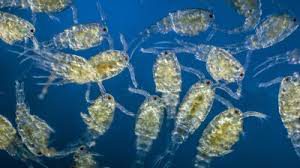 Pengertian Zooplankton